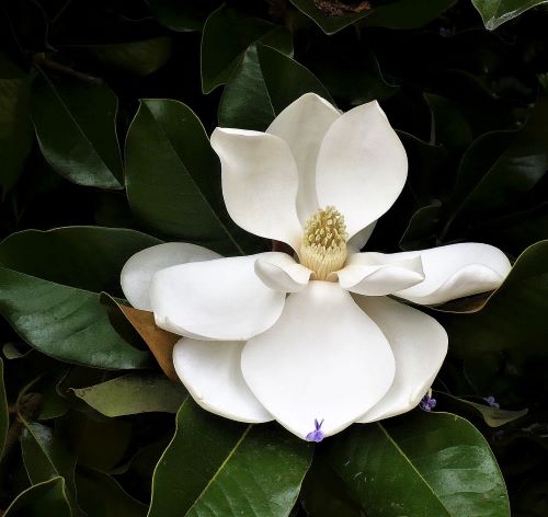fine art photo of a magnolia blossom
