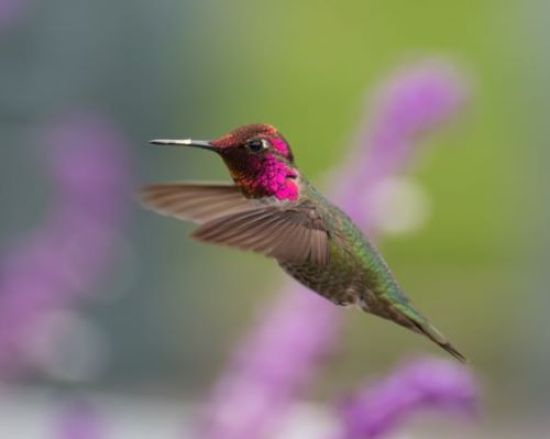 photo of a male Anna's Hummingbird