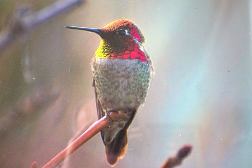 photo of an Anna's hummingbird