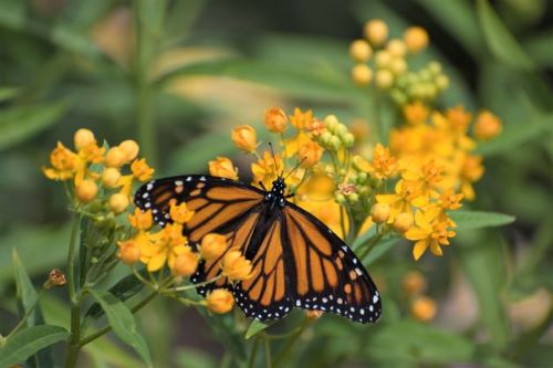 photo of a monarch butterfly