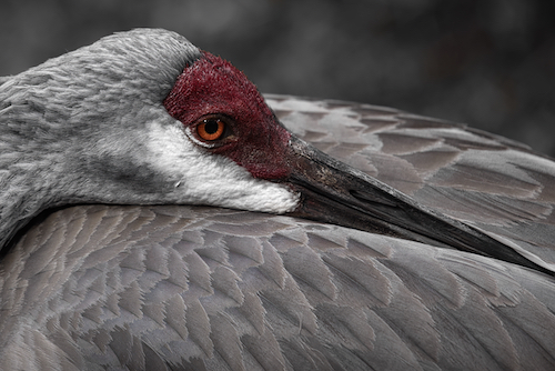 close up of a bird resting