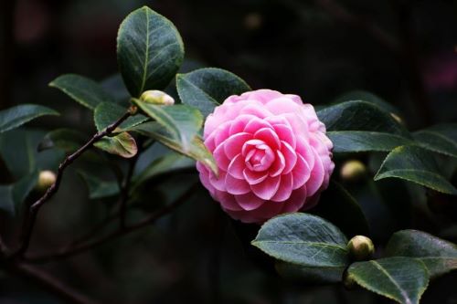 fine art photo of a camellia