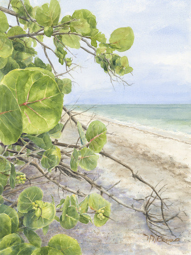 Watercolor painting of sea grapes at the shore
