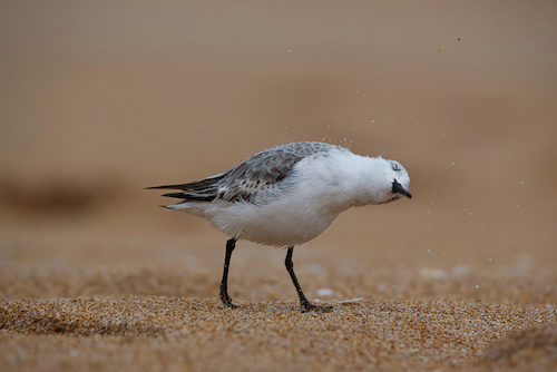 photo of a sea bird by Elizabeth Leitzke