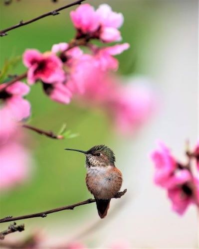Hummingbird photo by Repetti and Rayne photographers