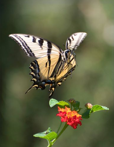 Tiger swallow butterfly photo