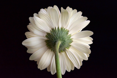 photograph of the back of a daisy by Elizabeth Leitzke