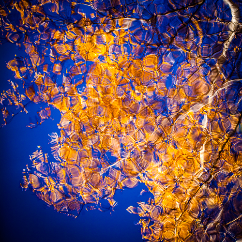 photograph, detail of an aspen tree