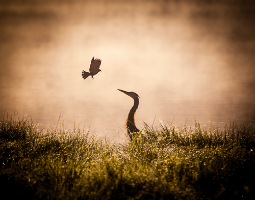 photo of an egret and flying bird at the lake