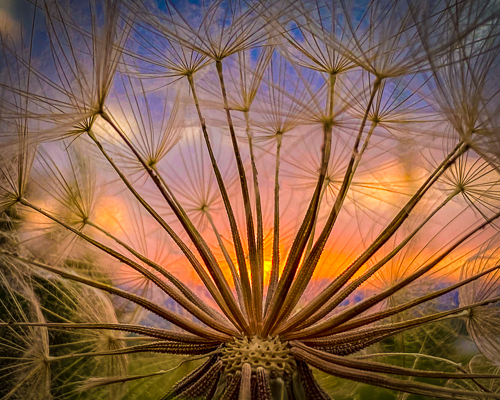 closeup photo of a dandelion