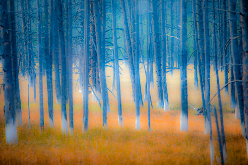 stunning photograph of a birch forest