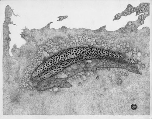 pen and ink drawing of a fish