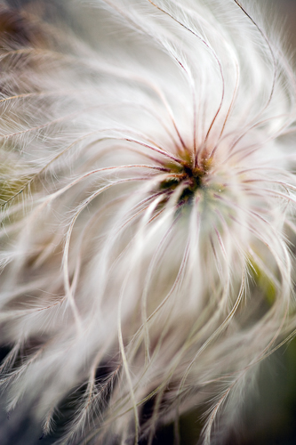 closeup of a dandelion in seed