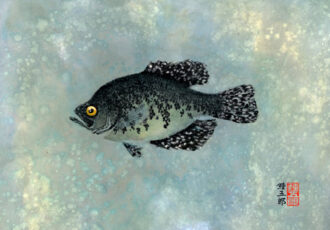 Artwork print of a fish from Lake Okeechobee