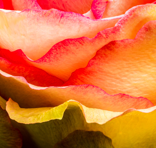 macro photo of a rose by Coral Stengel