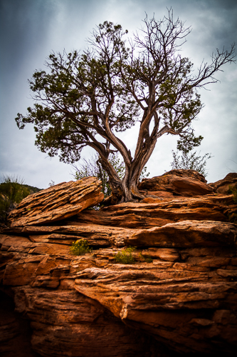 photograph of a lone tree in a desert landscape