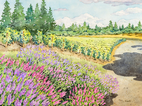 watercolor landscape of a vineyard by Tim Gault