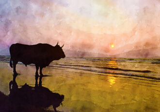 photo of a bull on a beach