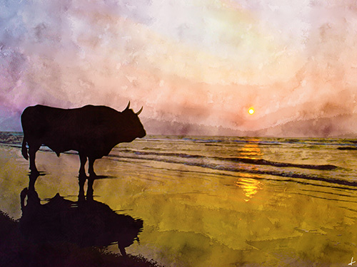 photo of a bull on a beach
