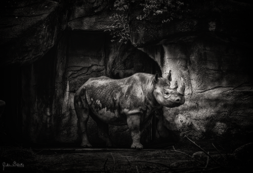 Black and White photo of a rhinoceros