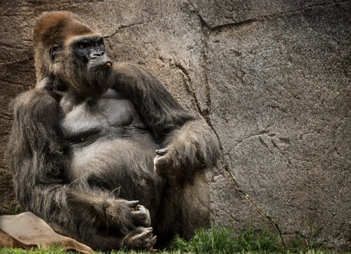 Photo of Silverback gorilla by Julian Starks