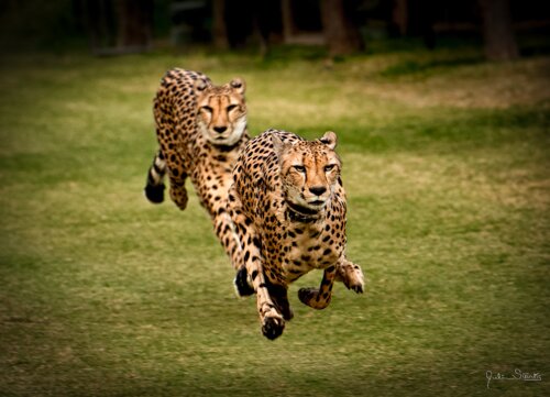 photograph of two cheetahs by Julian Starks