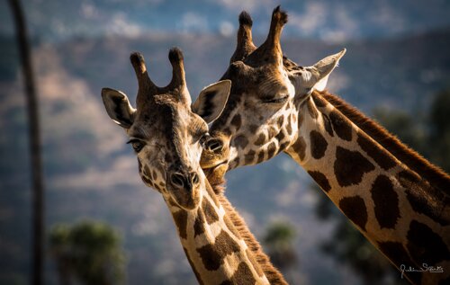 photograph of a pair of giraffes