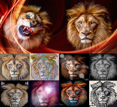 Lion photographs by Julian Starks