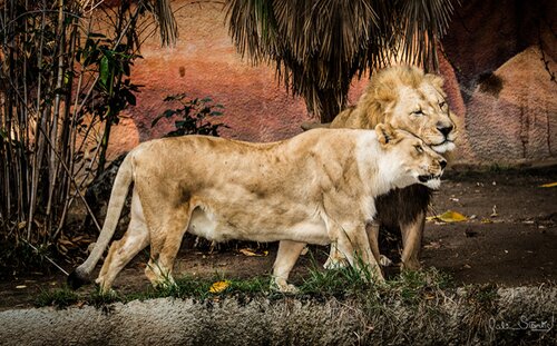 photograph of a pair of lions