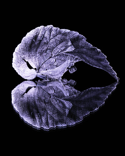 Fine art photograph of a leaf by Filipp Kabanyayev