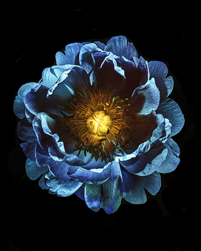 "Blue Peony" photograph by Filipp Kabanyayev