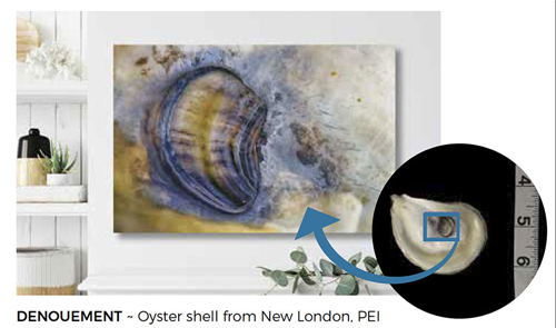 Oyster shell photography 