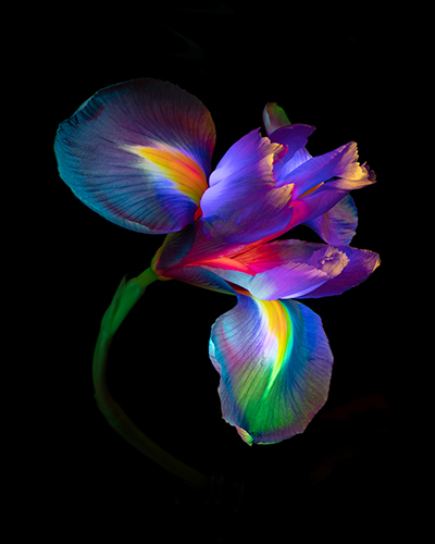 Lighted iris photograph by Filipp Kabanyayev