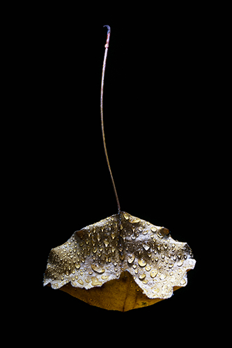 Fine art photograph of a leaf by Filipp Kabanyayev