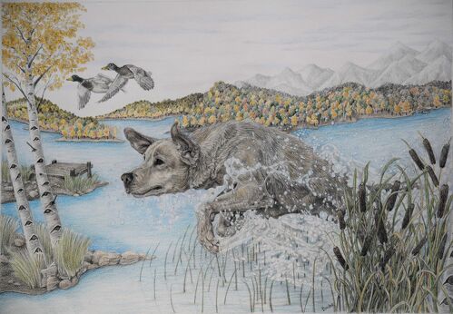 Pencil drawing of a dog chasing birds in the water by Brian Binder