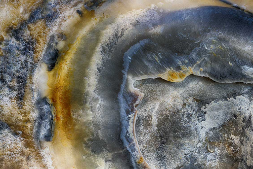 Macro photography of an oyster shell by Debbie Brady