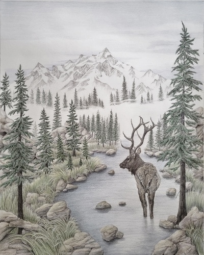 Pencil drawing of a deer in the north woods by Brian Binder
