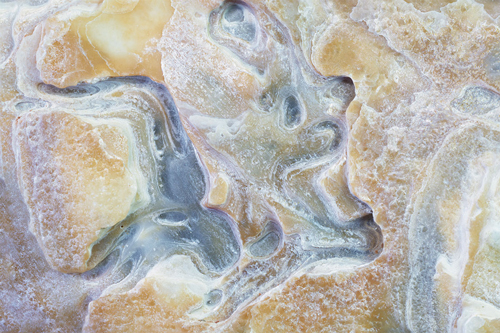 Detail of an oyster shell in macrophotography by Debbie Brady