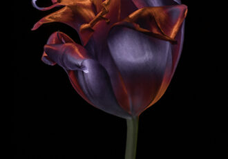 fine art photo of a tulip by Filipp Kabanyayev