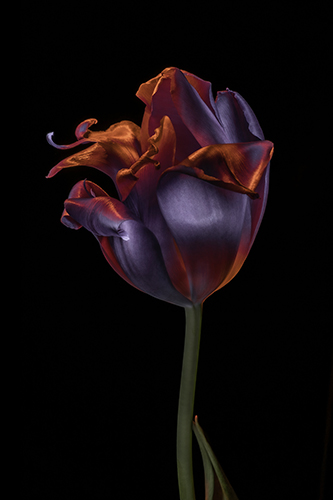 fine art photo of a tulip by Filipp Kabanyayev