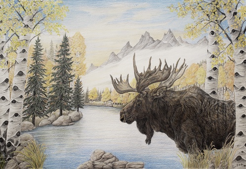 Pencil drawing of a moose in north woods by Brian Binder