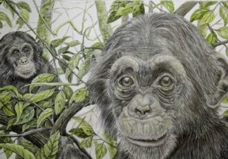 Pencil drawing of a pair of monkeys by Brian Binder