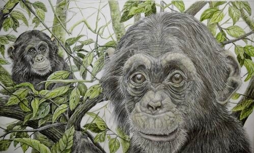 Pencil drawing of a pair of monkeys by Brian Binder