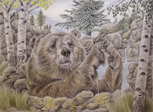 Pencil drawing of a bear in the north woods by Brian Binder