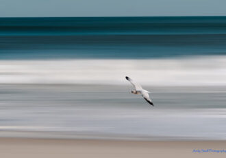 Photo of a seagull over the beach by Andrew Small