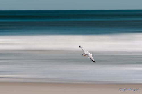 Photo of a seagull over the beach by Andrew Small