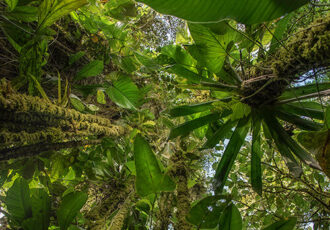 photo of Ecuador jungle by Chris Palm