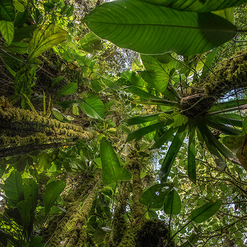 photo of Ecuador jungle by Chris Palm