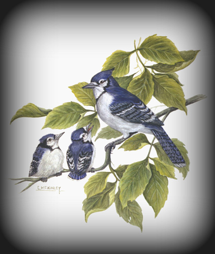 Watercolor of a blue jay and babies by Carl McKinley