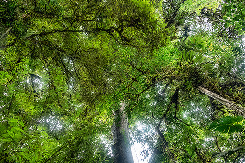 Jungle photo from Ecuador by Chris Palm